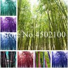 JMS 50 Pcs Rare Black Timor Bamboo Bonsai, Bambusa Purple Colorful Bamboo Garden Planted Courtyard B