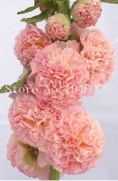 JMS 200 Pcs/Bag Double Hollyhock Outdoor Blooming Subtropical Bonsai Potted Althaea Rosea Flower Pla