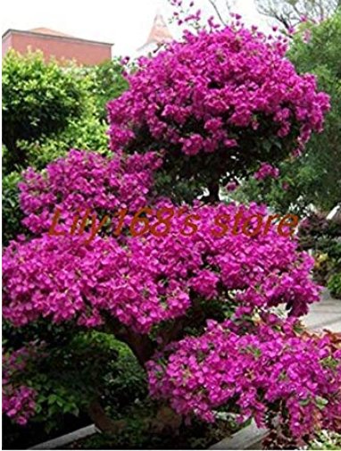 JMS Rare Beautiful Seed Bougainvillea Seed Balcony Seed Family Garden Garden Bungalow Seed 100 Pcs