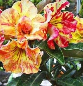 JMS Desert Rose Seeds, Yellow-Red Big Flowers