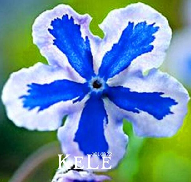 JMS 100 Pieces/Pack American Forget-Me-Not Flower Bonsai Starry Eyes Potted Plants For Home Garden