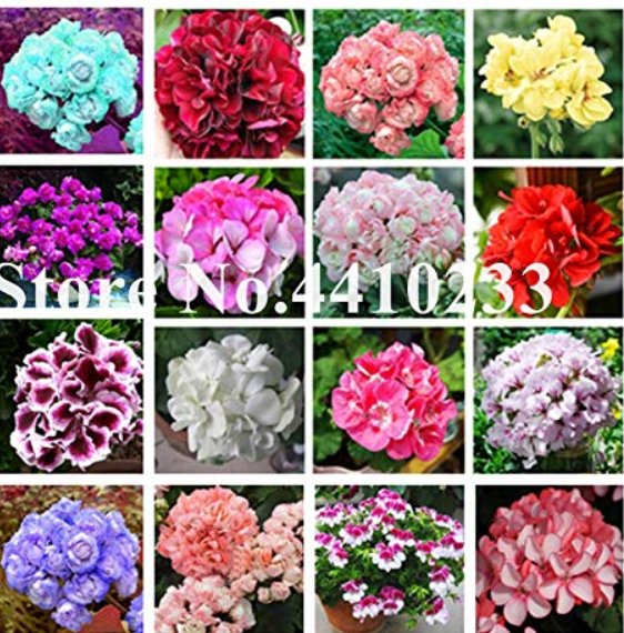 JMS 50 Pcs Mini Geranium Seeds, 23 Colors Flower Perennial Seeds Pelargonium Peltatum Potted Plants 