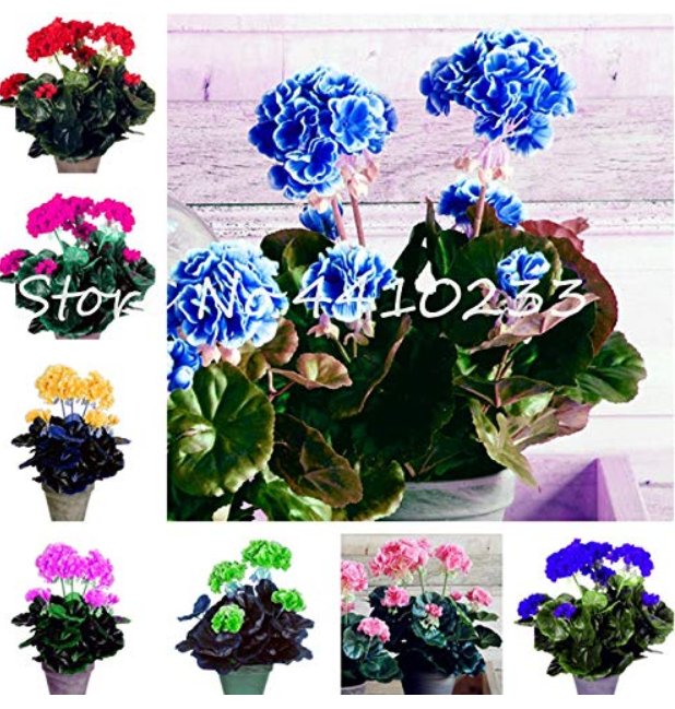 JMS 30 Pcs Bonsai Geranium,Perennial Bonsai Flower Plantas Pelargonium Peltatum Seedling Potted Gera