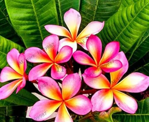 JMS 20 Pcs Frangipani Plumeria Rubra Flower Seeds