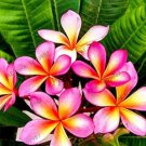 JMS 20 Pcs Frangipani Plumeria Rubra Flower Seeds