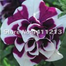 JMS 200 Pcs/Pack Bonsai Petunia Garden Bonsai Moon Night Sky Double Purple Flowers Purple Sky Black 