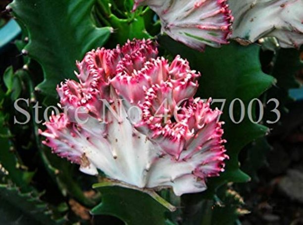 JMS Lactea Bonsai 100 Pcs/Bag Perennial Succulent Shape Peculiar & Beautiful With High Ornamental Va