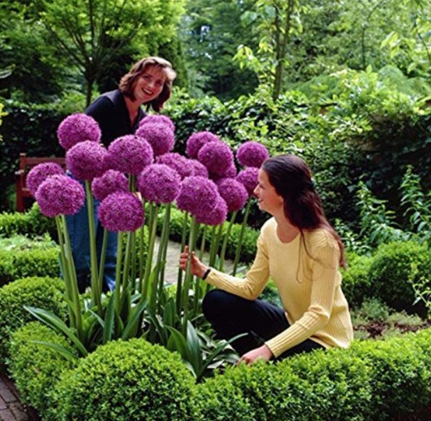 JMS 200 Pcs Giant Allium Giganteum Seed Flower Plant Purple Allium Gorgeous Flower Germination Rate 