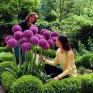 JMS 200 Pcs Giant Allium Giganteum Seed Flower Plant Purple Allium Gorgeous Flower Germination Rate 