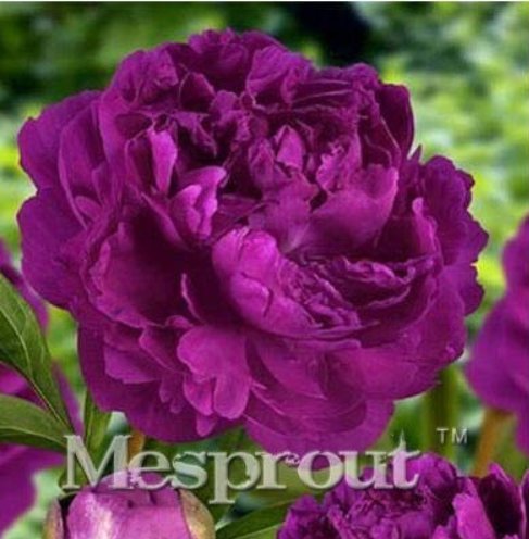 JMS 10Pcs Precious China Peony Flower Bonsai Potted Flowers Bonsai Plant Bonsai For Home Garden