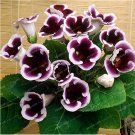 JMS Gloxinia Bonsai Sinningia Gloxinia Flower Bonsai Home Bonsai Diy For Garden Ornamental-Plant 100