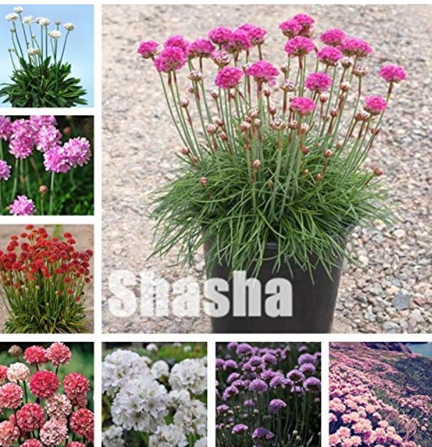 JMS 100Pcs Rare Armeria Maritima Bonsai - Sea Thrift,Seagrass Plant,Outdoor Bonsai Flower,Potted For