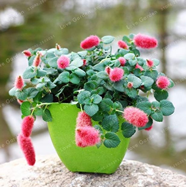 JMS Acalypha Hispida Bonsai Chenille Plant Red-Hot Cattail Beautiful Home Garden Grass Bonsai Decora