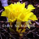 JMS 50 Pcs Thailand Pink Curcuma Bonsai Also Called Siam Tulip Rare Flower Bonsai A Member Of The Zi