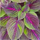 JMS Bi-Coloured Salad Perilla Shiso, 100 Seeds, Salad Leaves With A Minty Basil Taste