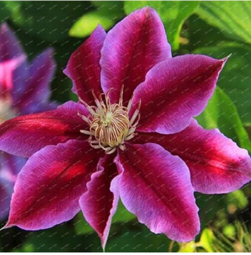 JMS 100 Pcs/Pack Clematis Flowers, Mixed Clematis Flores, Potted Clematis Garden Flower Perennial Pl