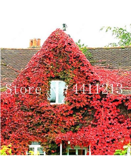 JMS 200 Pcs Creepers Green Boston Ivy Bonsai Green Leaf Flowers Plant Wall Floral Vine Lvy Plant Gra