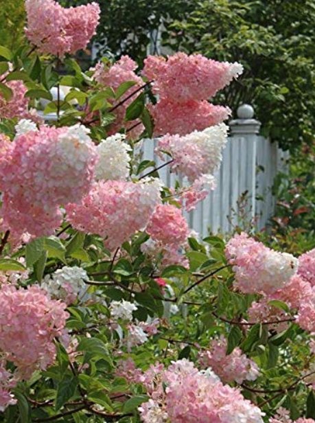 JMS 200Pcs Beautiful Lilac Flower Clove Flower Bonsai Lilac Trees Syzygium Aromaticum Perennial Outd