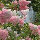 JMS 200Pcs Beautiful Lilac Flower Clove Flower Bonsai Lilac Trees Syzygium Aromaticum Perennial Outd