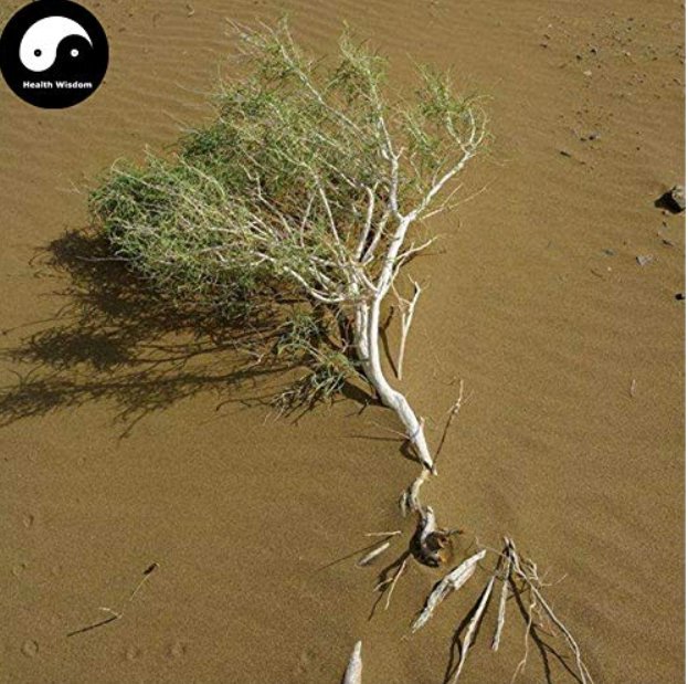 JMS Haloxylon Ammodendron Tree Semente 50Pcs Plant Desert Tree Haloxylon