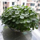 JMS 100Pcs/Lot Hydroponics Flower Aquarium Grass Plants Penny Grass Bonsai, Best Indoor Bonsai Plant