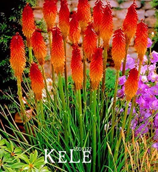 JMS 100 Pcs/Lot Kniphofia Flower Seeds Red Hot Pokers-Plants So Pretty Long Blomming Fiery-Hued Flow