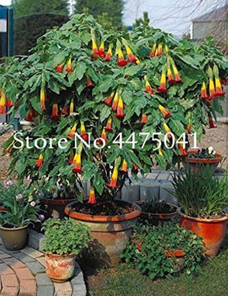 JMS 100 Pcs Mix Datura Flower Datura Bonsai Dwarf Brugmansia Suaveolens Flamenco Angel'S Trumpets Pl