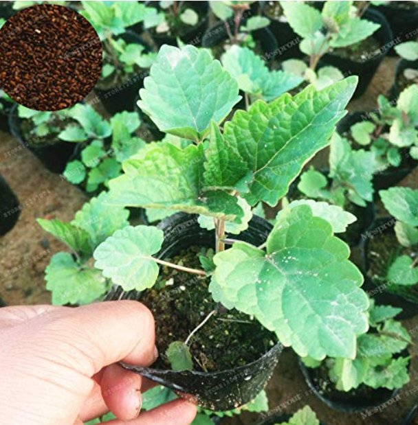 JMS 100 Pcs/Lot Agastache Rugosa Flower Bonsai Patchouli Flower Plant Fancy Ageratum Blue Crown Cony