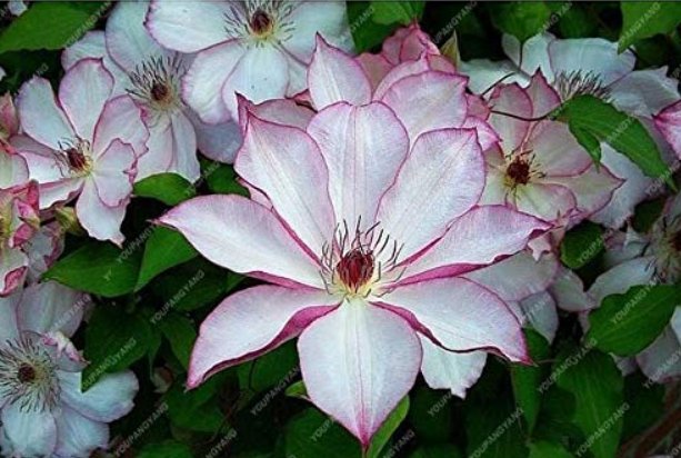JMS 50Pcs Garden Climbing Clematis Hybridas Flower Plants Vines Bonsai Flower Plants Planting Perenn