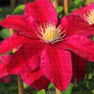 JMS 100 Pcs/Pack Clematis Flowers, Mixed Clematis Flores, Potted Clematis Garden Flower Perennial Pl