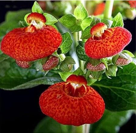 JMS Calceolaria, Red Tiger