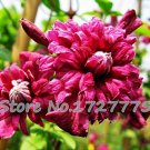 JMS Vine Clematis Potted Clematis Garden Flowers, No The Clematis 20 Plants