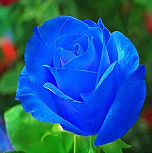 JMS 100 Pcs Midnight Supreme Rose Seeds