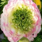 JMS Ranunculus Asiaticus Flower Seeds (100)