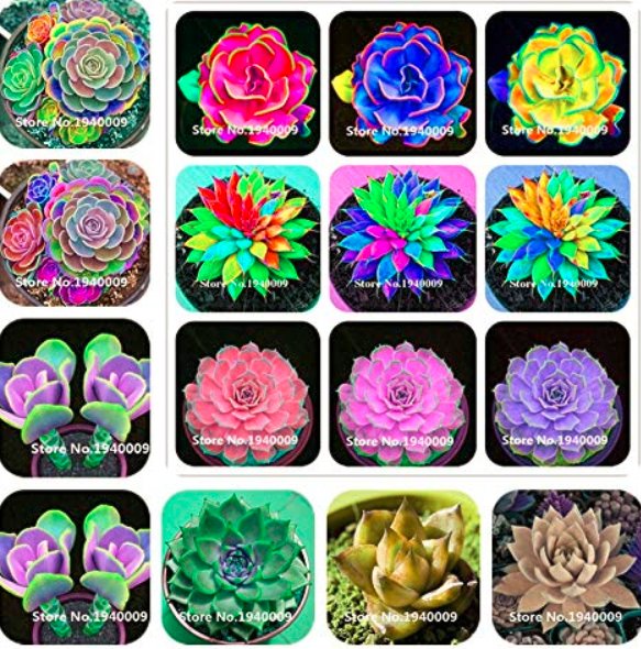 JMS 100 Pcs Rainbow Succulent Bonsai Seedling Perennial Office Mini Bonsai Plant Succulent Planting 