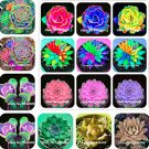 JMS 100 Pcs Rainbow Succulent Bonsai Seedling Perennial Office Mini Bonsai Plant Succulent Planting 