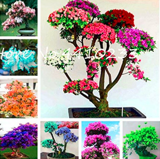 JMS Bonsai Rhododendron Flower Easy To Grow Azalea Bonsai Family & Garden Flower Rare Plant Diy Indo