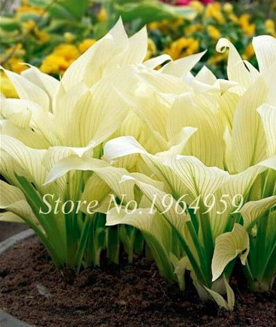 JMS 100 Pcs Bonsai Hosta Mixed Bonsai Jardin Perennials Lily Flower Pot White Lace Diy Home Garden G
