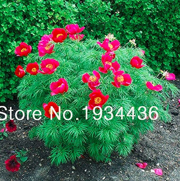 JMS Peony Double Flowering Fernleaf Peony Rubra Plena Garden Plant For Flower Pot Planters Easy To G