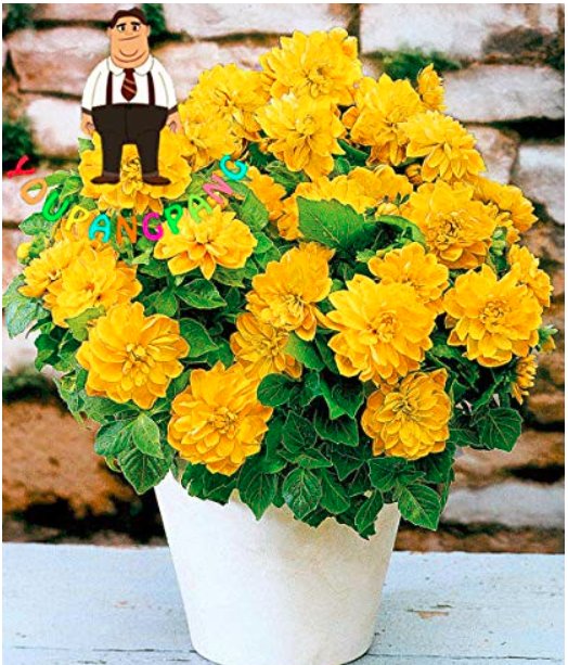 JMS 100Pcs Dahlia Flower Dahlia Bonsai Charming Flower Plants High Germination Home Garden Potted Pl