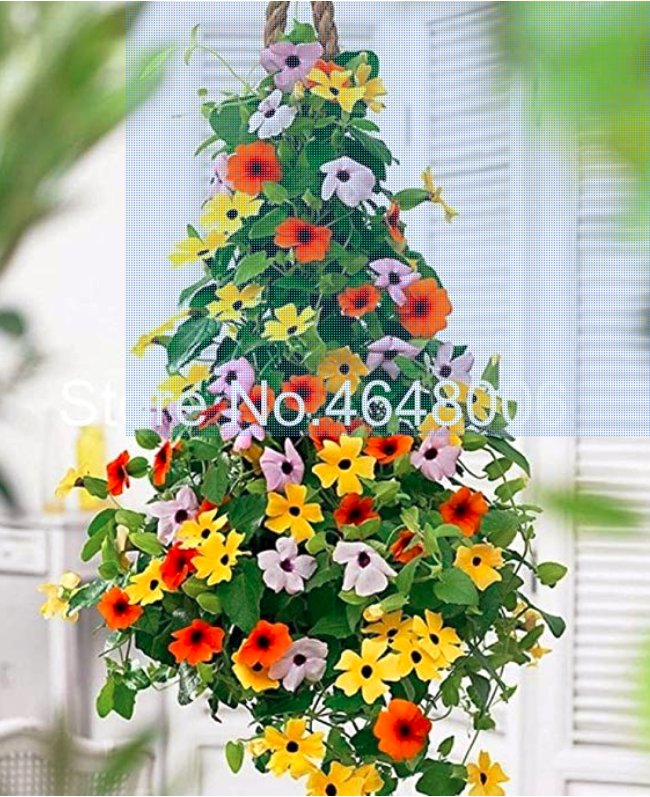 JMS 100 Pcs Climbing Flowers Black-Eyed Susan Bonsai Thunbergia Alata Flower Bonsai Black Eyed Susan