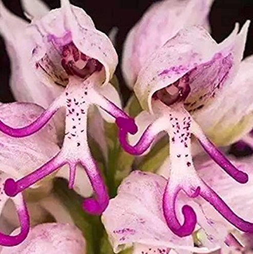 JMS 100Pcs/Pack Naked Male Flower Seeds Garden Bonsai Rare Orchid Flower Seeds