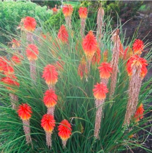 JMS Garden 20Pcs/Lot Kniphofia Flower Red Hot Pokers-Plants Flower Home Garden