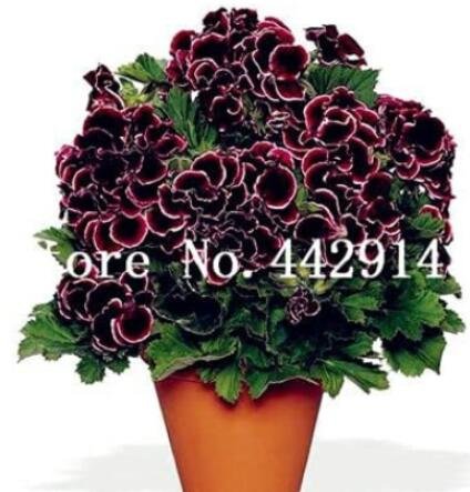 JMS 100Pcs Geranium Flower Seeds Black Double Flowers With Dark Red Edge