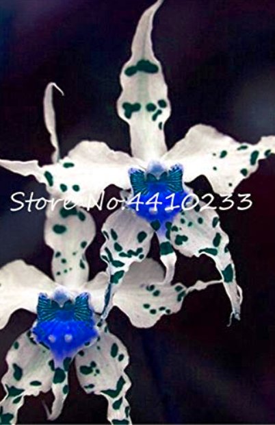 JMS 100 Pcs Unique Black Cymbidium Faberi Flower Bonsai Flowering Monkey Face Orchid Bonsai Perennia