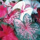 JMS 100Pcs Hot Sale Thailand Caladium Bicolor Seed Balcony Rare Burnt Rose Elephant Ear Flower Peren