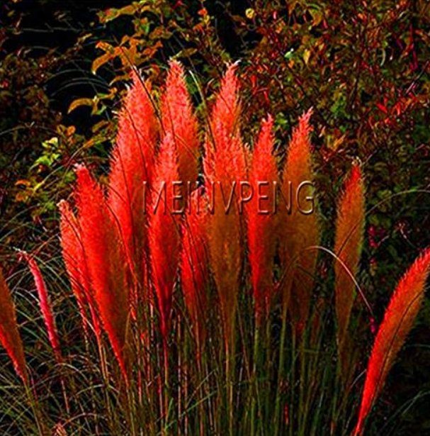 JMS Pampas Grass Bonsai Colorfull Home Garden Plants Are Very Beautiful Flowers Plantas Decorative 4