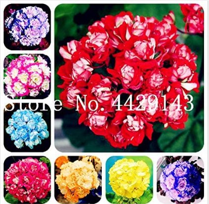 JMS 100Pcs Geranium Seeds Mixed 8 Colors