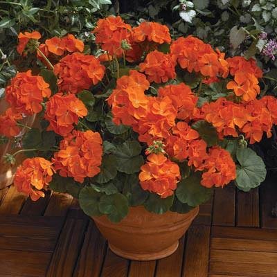 JMS 10Pcs Geranium 'Orange Parfait' Orange Perennial Flowers Seed, Bonsai Garden Great For Container