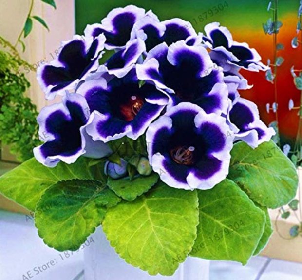 JMS 100 Pcs Rare Purple White Side Gloxinia Garden Perennial Flowering Plants Sinningia Speciosa Bon